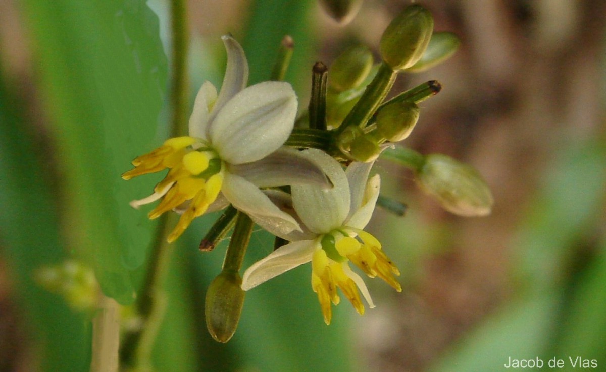 Dianella ensifolia (L.) Redouté
